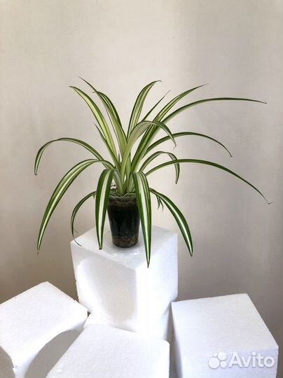 Хлорофитум