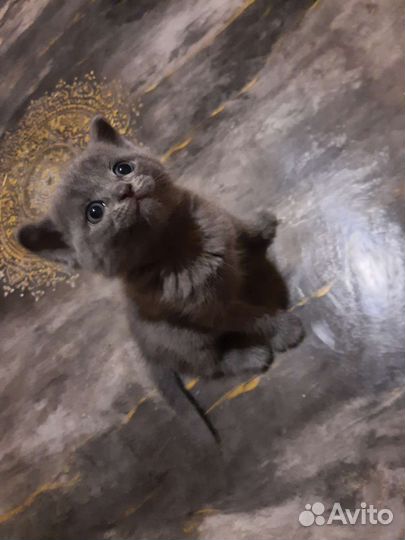 Британские котята