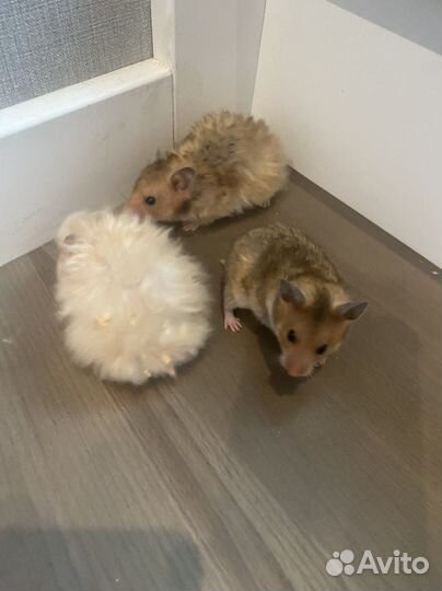 Сирийский хомяк