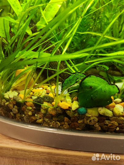 Аквариумные рыбки