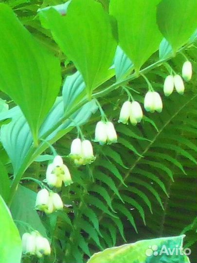 Купена.Многолетник для тенистых мест