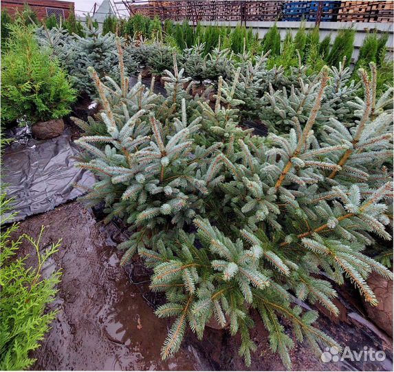 Ель голубая Koster 100-120см