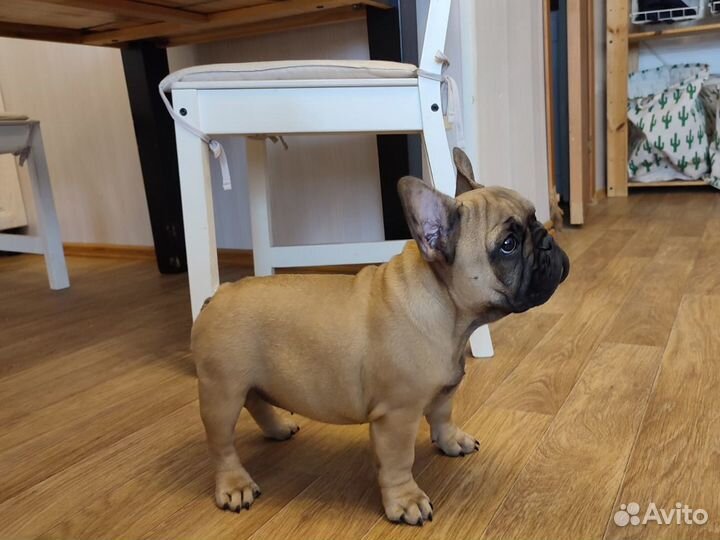 Щенок французского бульдога