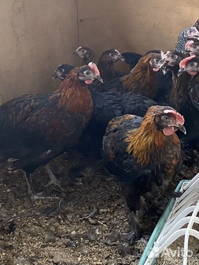 Петухи молодые