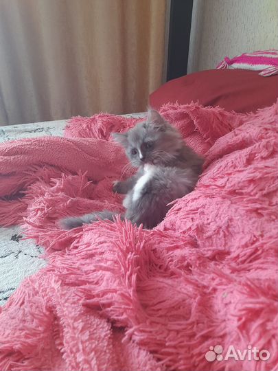 Отдам котенка в добрые руки
