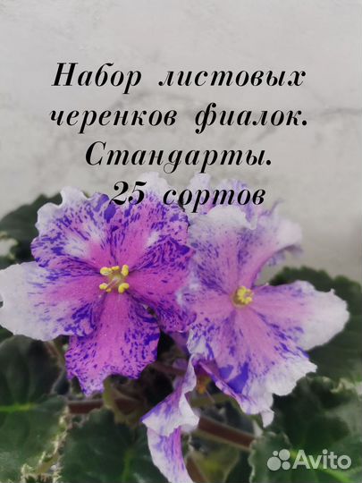 Фиалка набор листов на срез