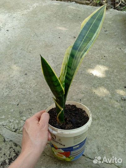 Сортовые сансевиерии