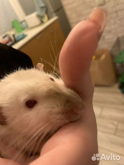 Отдам крысу с клеткой (подробности в описании)