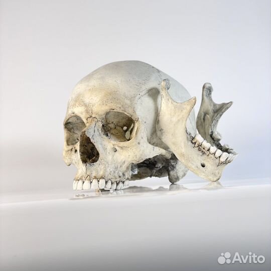Модель черепа человека