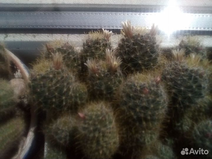 Кактус (мамилярия Бокасская)цветущий