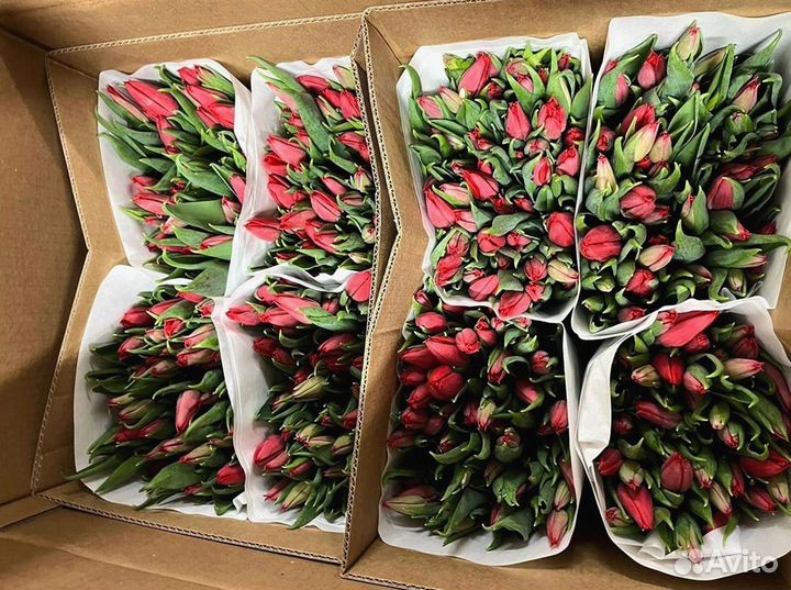 Тюльпаны оптом в наличии