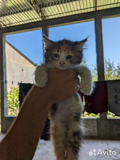 Котята в добрые руки бесплатно