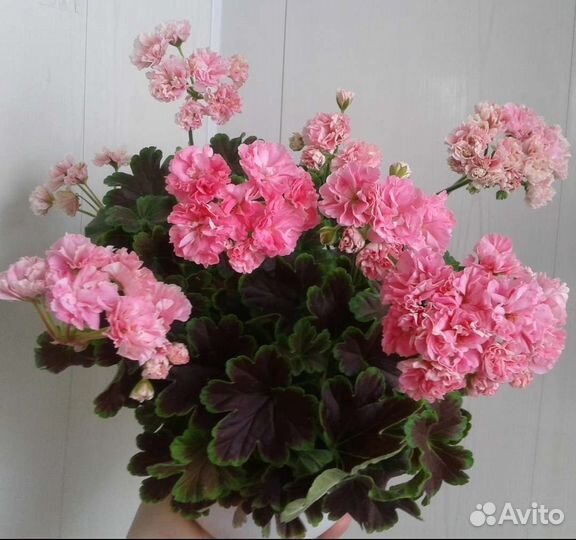 Герань пеларгония сортовая