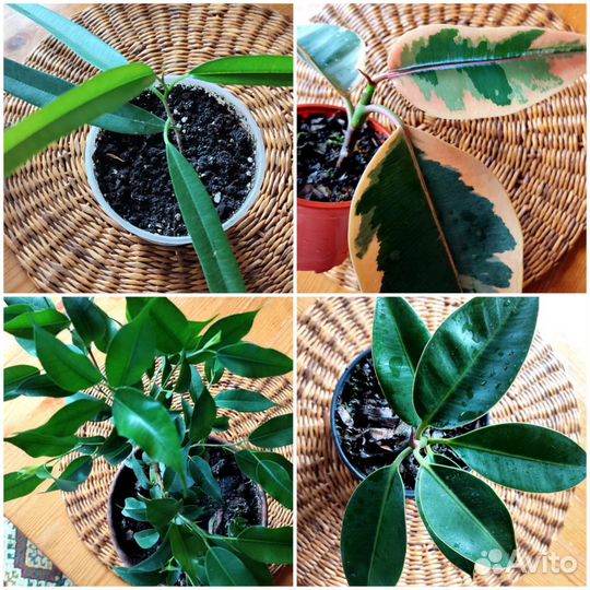 Фикусы Али, Эластика триколор, Бенджамина, Мелани