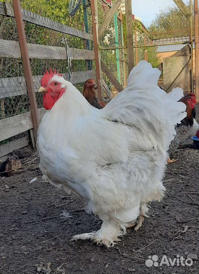 Петушки породные