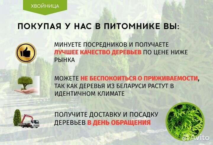 Туя в ассортименте Смарагд,Брабант,Колумна 1,5-1,8