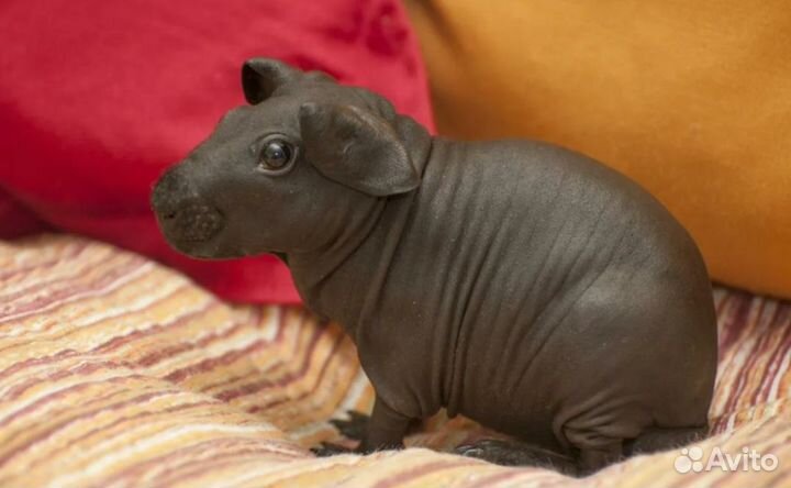 Морская свинка скинни