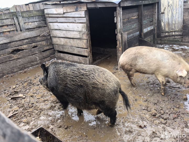 Дикий кабан