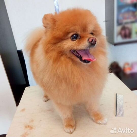 Стрижка(груминг) собак йоркширский терьер, шпиц