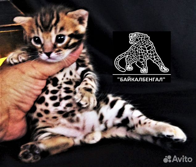 Бенгальский котенок. Питомник 