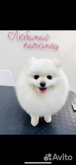 Немецкий шпиц