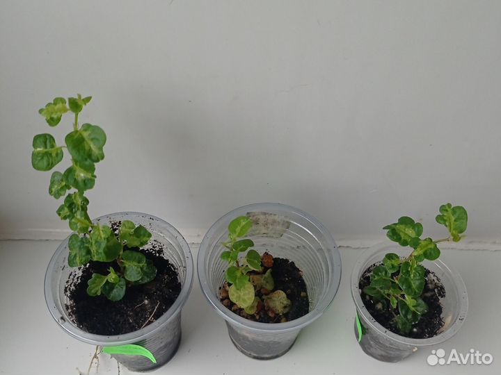 Фикус Пумила Керли