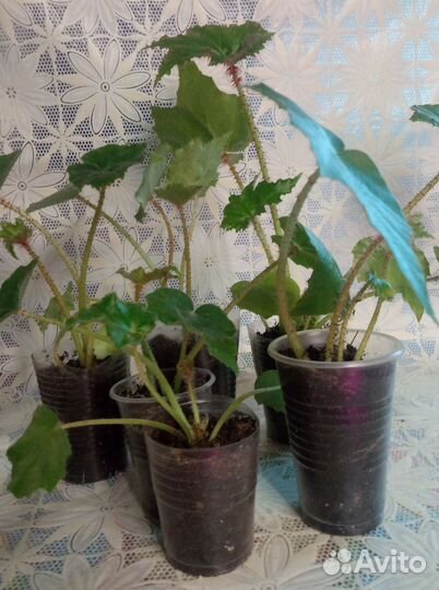 Бегония Беллекония