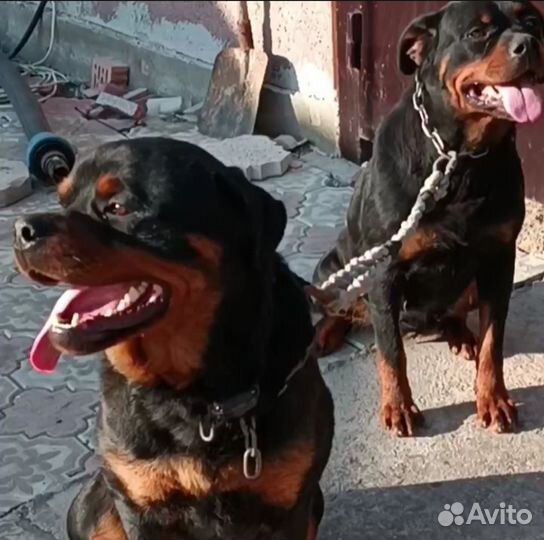 Щенки ротвейлера продажа