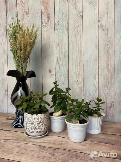 Садики с нефритовыми растениями