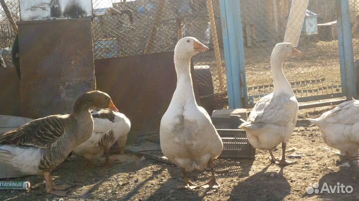 Гуси гибриды