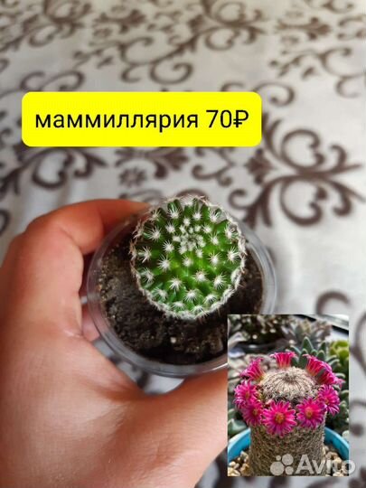 Кактусы цветы