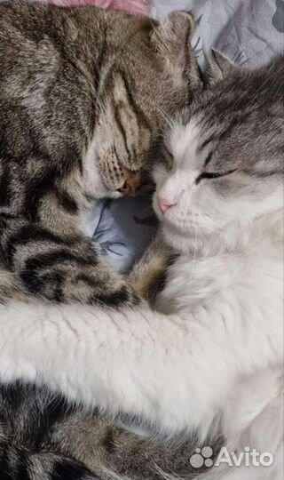 Кошки шотландские мальчик и девочка