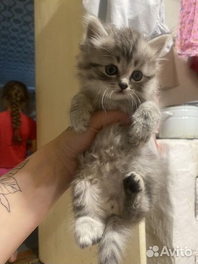 Кошка в дар