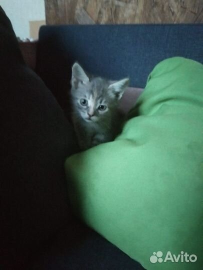 Кошка