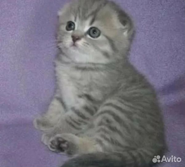 Вислоухое чудо