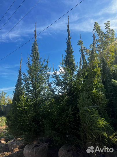 Ель 2,5 метра