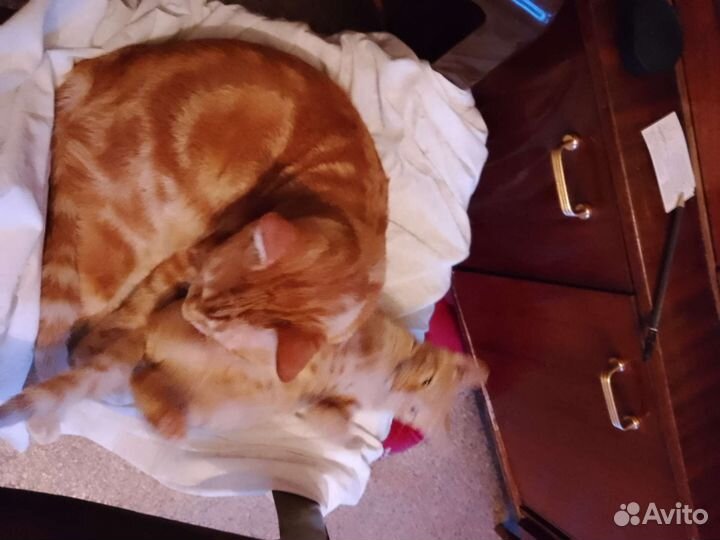 Рыжий котенок мальчик