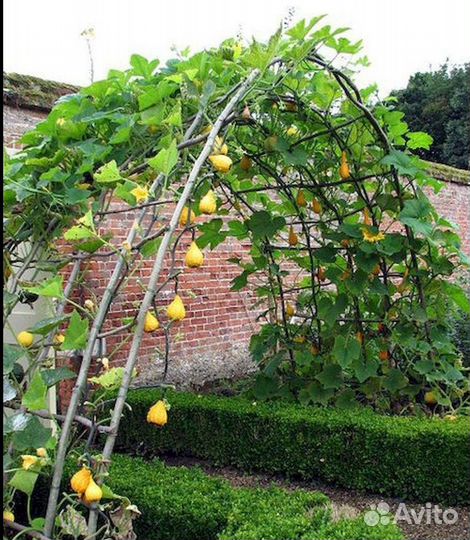 Декоративная груша