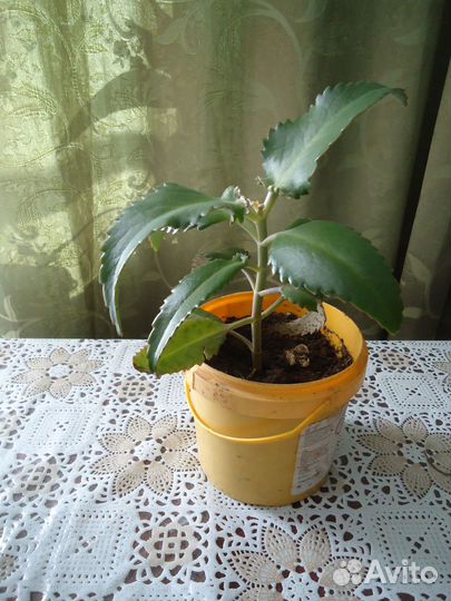 Алоэ столетник; живое дерево; золотой ус - отводки