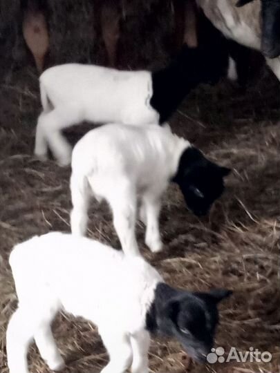 Баранчики дорпер