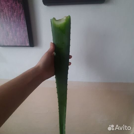 Укорененный отводок алоэ вера