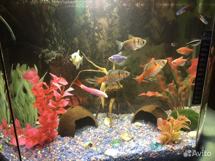 Аквариум с рыбками