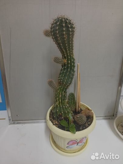 Кактусы и суккуленты