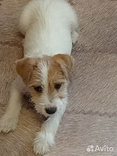 Маленькая собака в добрые руки