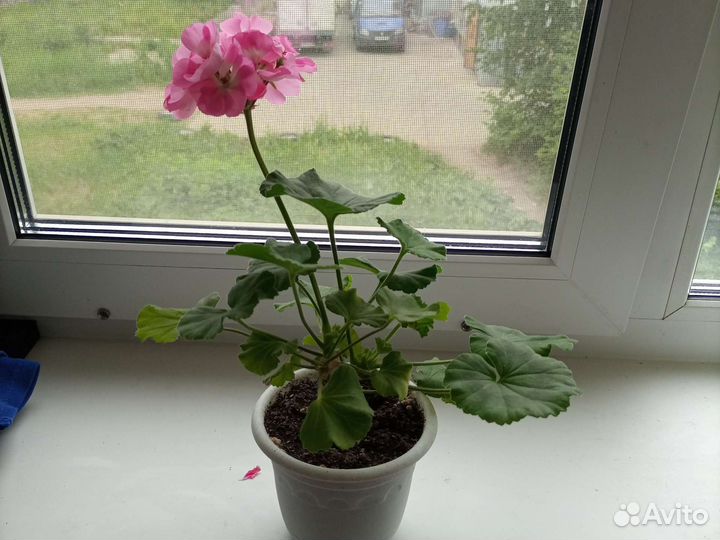 Комнатные растения