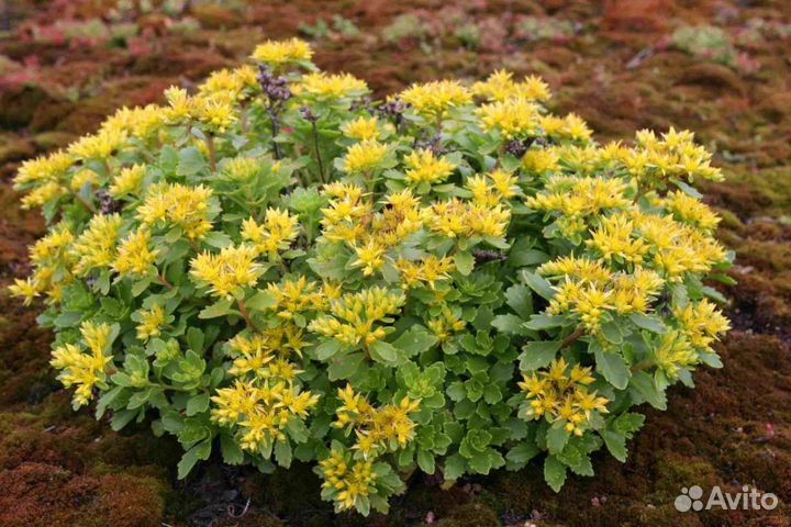 Цветы многолетник почвокровни очиток каменная роза