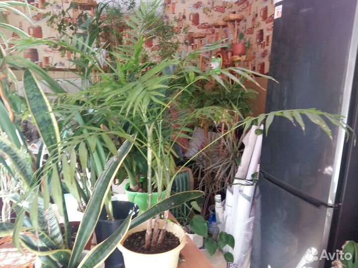 Комнатные растения