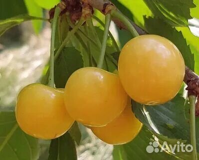 Саженцы черешни дрогана желтая