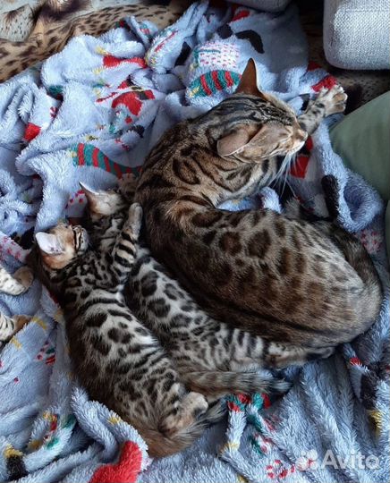 Бенгальская