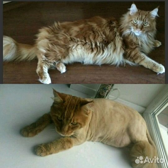 Выезд на дом. Стрижка собак и кошек без наркоза